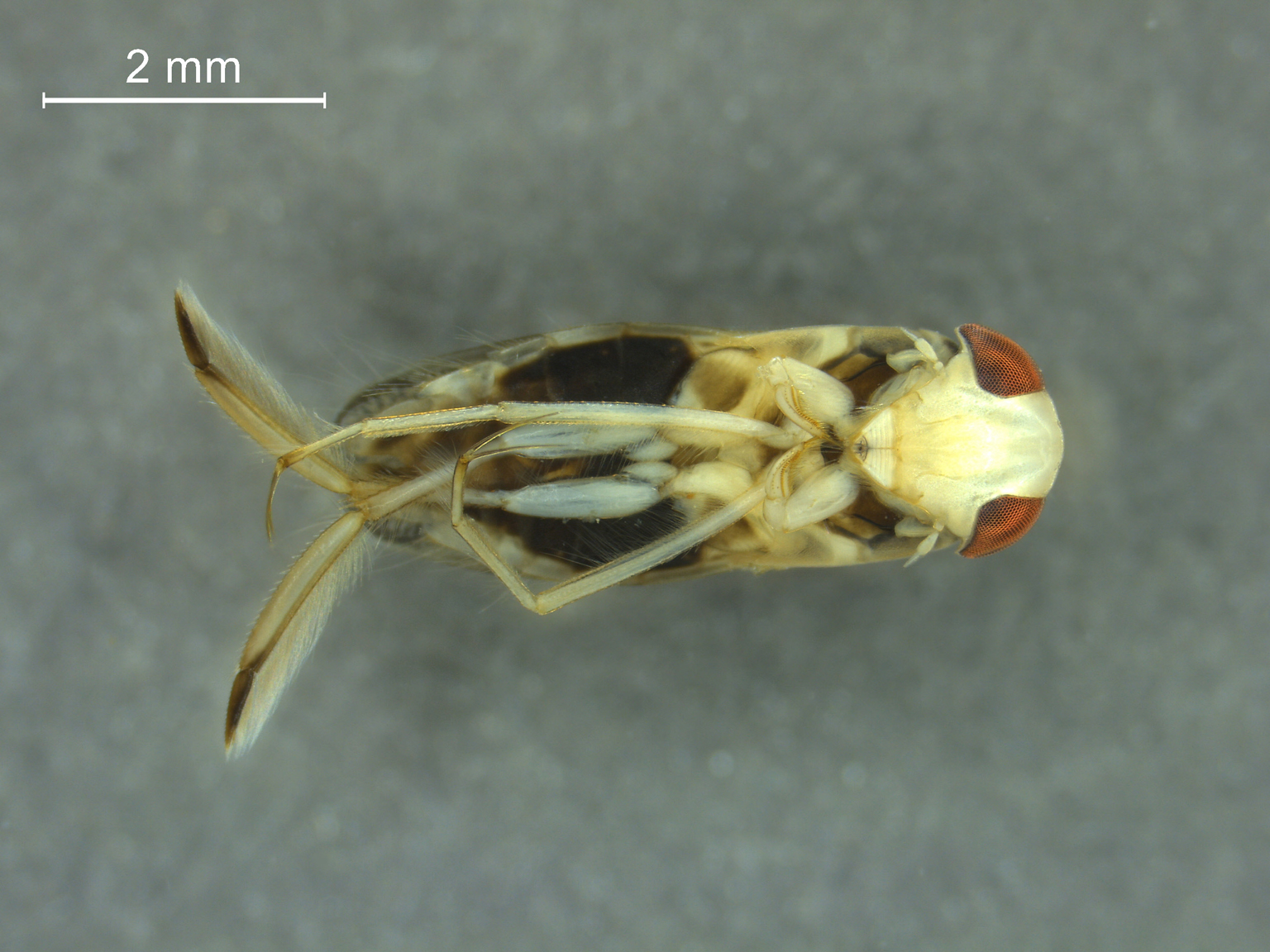 Sigara lateralis